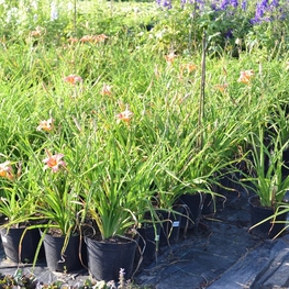 Лилейник гибридный Гемерокаллис (Hemerocallis)