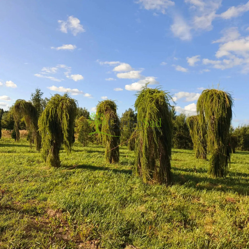 Лиственница европейская Репенс (Repens)