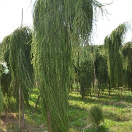 Лиственница европейская Репенс (Repens)
