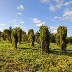 Лиственница европейская Репенс (Repens)