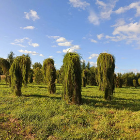 Лиственница европейская Репенс (Repens)