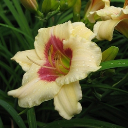 Лилейник гибридный Пандорас Бокс (Pandoras Box)