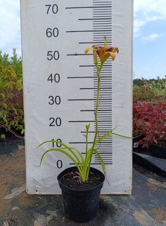 Лилейник гибридный Пандорас Бокс (Pandoras Box)