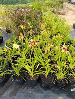 Лилейник гибридный Пандорас Бокс (Pandoras Box)