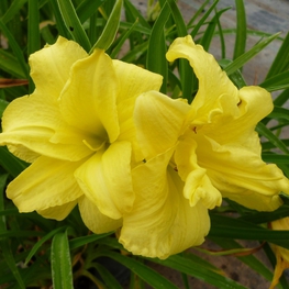 Лилейник гибридный Дабл Ривер Уай (Double River Wye)