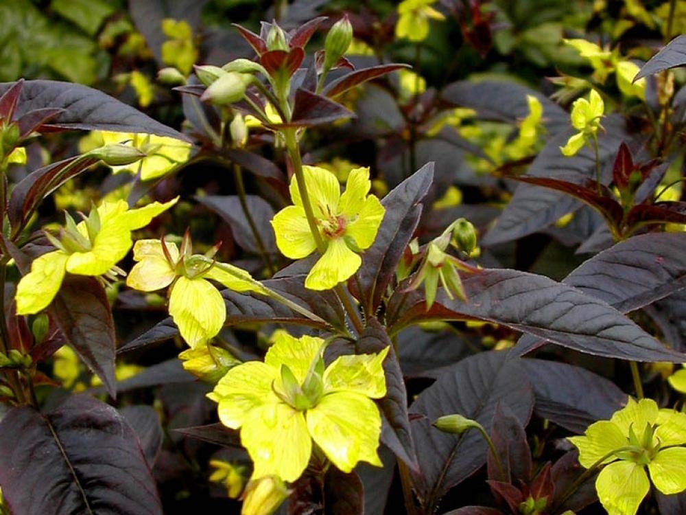 Вербейник реснитчатый Цилиата (Ciliata)