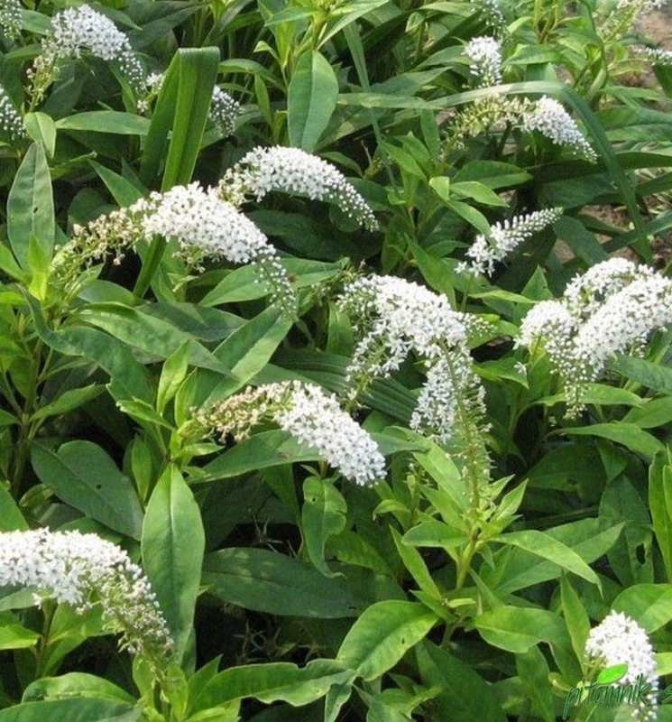 Вербейник ландышевый Лизимахия (Lysimachia)