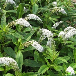 Вербейник ландышевый Лизимахия (Lysimachia)
