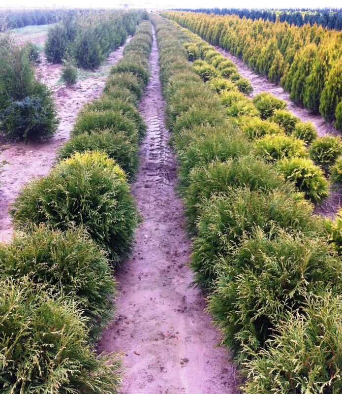 Туя западная Глобоза (Globosa)