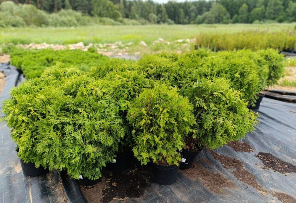 Туя западная Глобоза (Globosa)