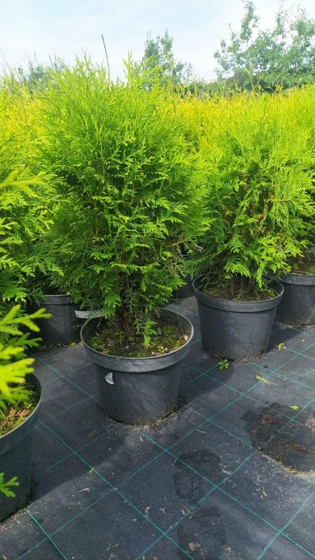 Туя западная Глобоза (Globosa)