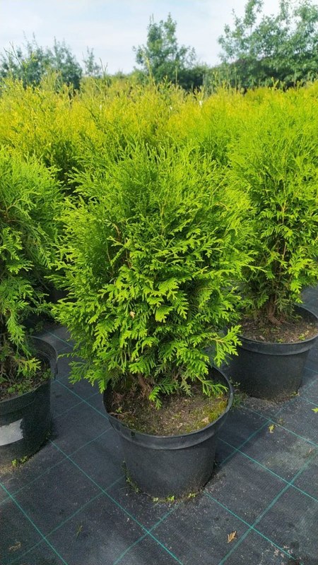 Туя западная Глобоза (Globosa)