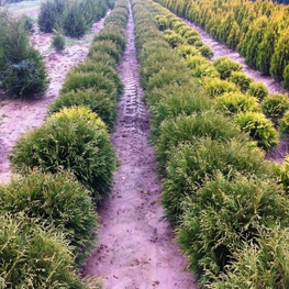 Туя западная Глобоза (Globosa)