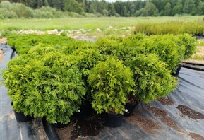 Туя западная Глобоза (Globosa)