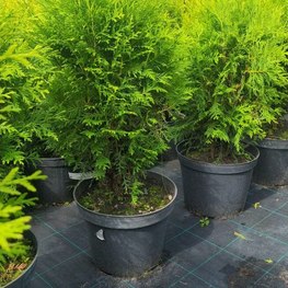 Туя западная Глобоза (Globosa)