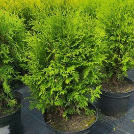 Туя западная Глобоза (Globosa)