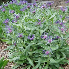 Василек горный Центауреа (Centaurea)