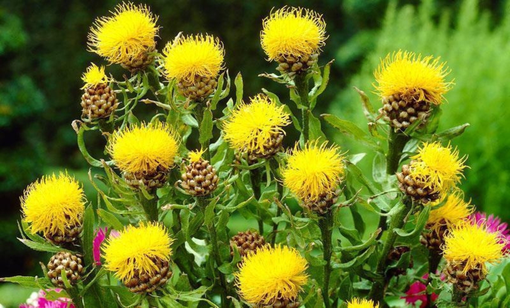 Василек крупноголовый Центауреа (Centaurea)