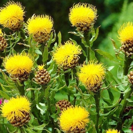 Василек крупноголовый Центауреа (Centaurea)