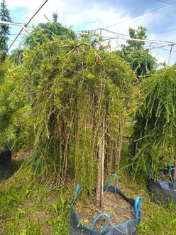 Лиственница европейская Пендула (Pendula)