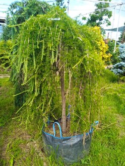 Лиственница европейская Пендула (Pendula)