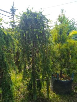 Лиственница европейская Пендула (Pendula)