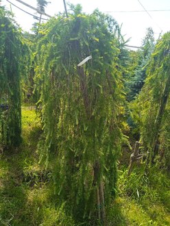Лиственница европейская Пендула (Pendula)