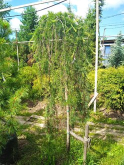 Лиственница европейская Пендула (Pendula)