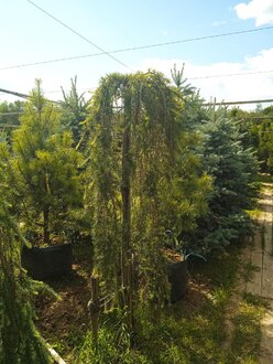 Лиственница европейская Пендула (Pendula)
