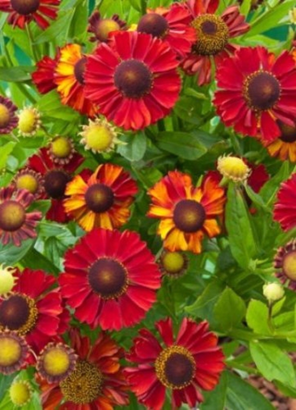 Гелениум осенний Хот Лава (Hot Lava)