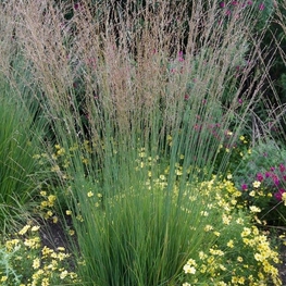 Молиния голубая Хайдэбраут (Heidebraut)