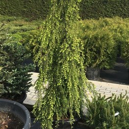 Тсуга канадская Пендула (Pendula)