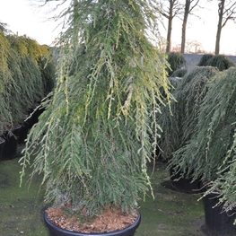 Тсуга канадская Пендула (Pendula)