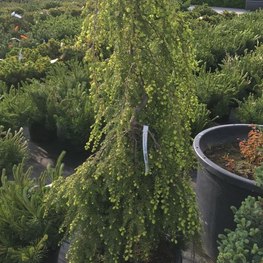 Тсуга канадская Пендула (Pendula)