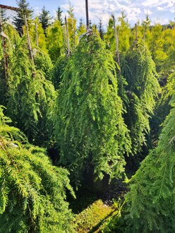 Тсуга канадская Пендула (Pendula)