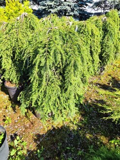 Тсуга канадская Пендула (Pendula)