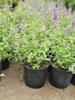 Котовник Фассена (Faassenii)