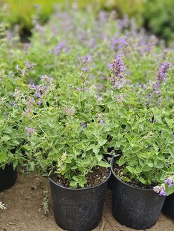 Котовник Фассена (Faassenii)