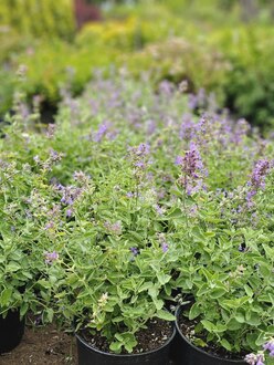 Котовник Фассена (Faassenii)