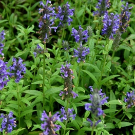 Котовник жилковатый Непета нервоза (Nepeta nervosa)