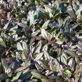 Живучка ползучая Чоколейт Чип (Chocolate Chip)