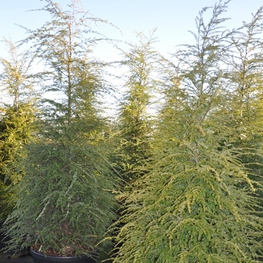 Тсуга канадская Канаденсис (Сanadensis)