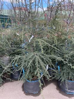 Тсуга канадская Канаденсис (Сanadensis)