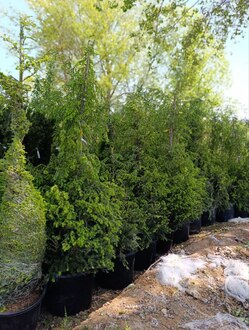 Тсуга канадская Канаденсис (Сanadensis)