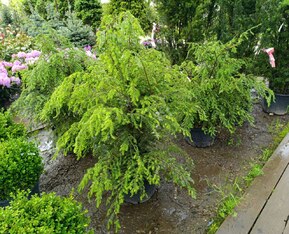 Тсуга канадская Канаденсис (Сanadensis)