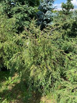 Тсуга канадская Канаденсис (Сanadensis)