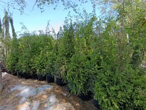 Тсуга канадская Канаденсис (Сanadensis)