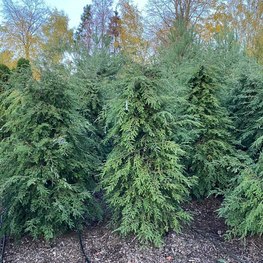 Тсуга канадская Канаденсис (Сanadensis)