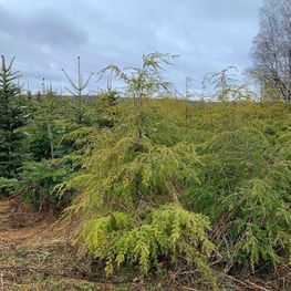 Тсуга канадская Канаденсис (Сanadensis)