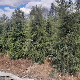 Тсуга канадская Канаденсис (Сanadensis)